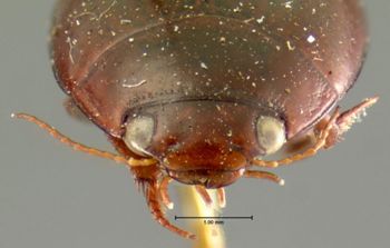 Media type: image;   Entomology 33414 Aspect: head frontal view